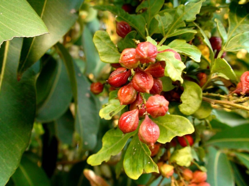 Le guarana, superfruit